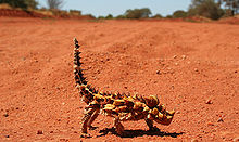 220px-Thornydevil