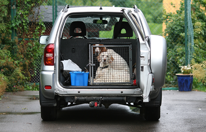 pet shipping in an SUV