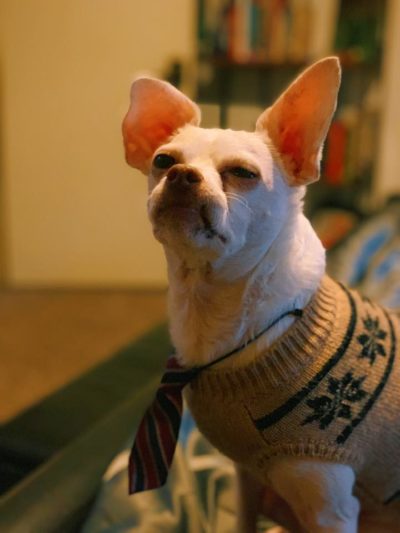 White dog with sweater on and a silk tie, getting ready to go to uShip, a pet-friendly workplace