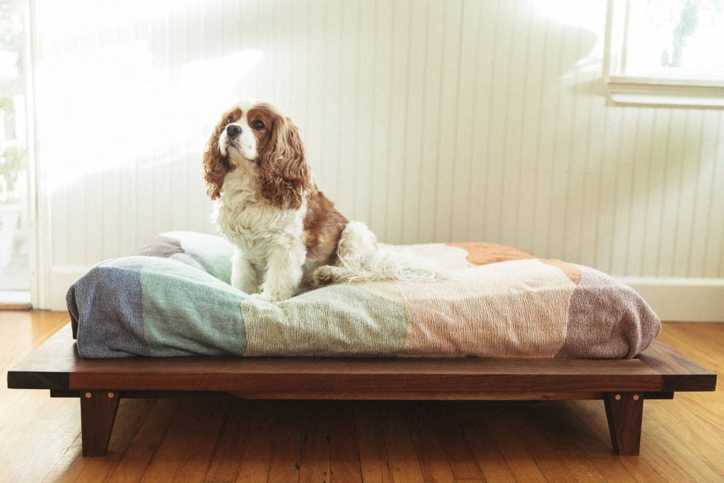 king charles spaniel sitting on wood platform dog bed