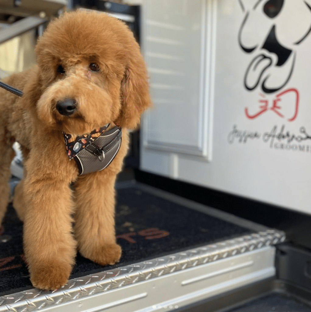 labradoodle at pupparazzipets mobile business