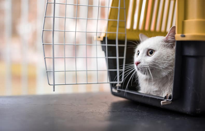 International Cat Transport 2024 elgincountymidwives