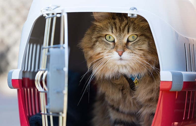 Choosing a Travel Kennel for Your Cat uShip Guides