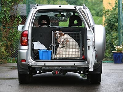 Dog Shipping Services: Find Caring, High-Rated Carriers Online | uShip